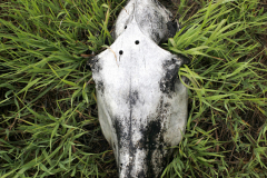 Horse-in-Tres-Pedras