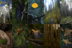 New-Mexico-Forest