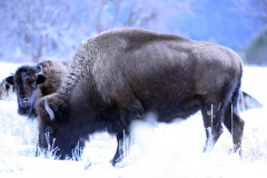 pubelo-bison