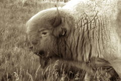 tatanka