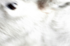 white-buffalo-Questa-nm