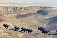 Cimarron Bison