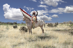 Cimarron Cheyenne