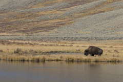 Praying Tatanka