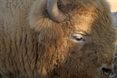 Tatanka Eye