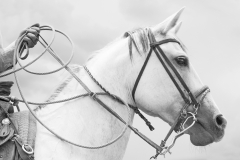 White Horse