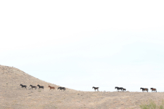 Wild horses on the Mesa