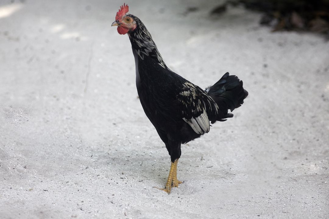 01-cock-of-the-walk