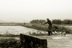 01-sepia-ducks-copy