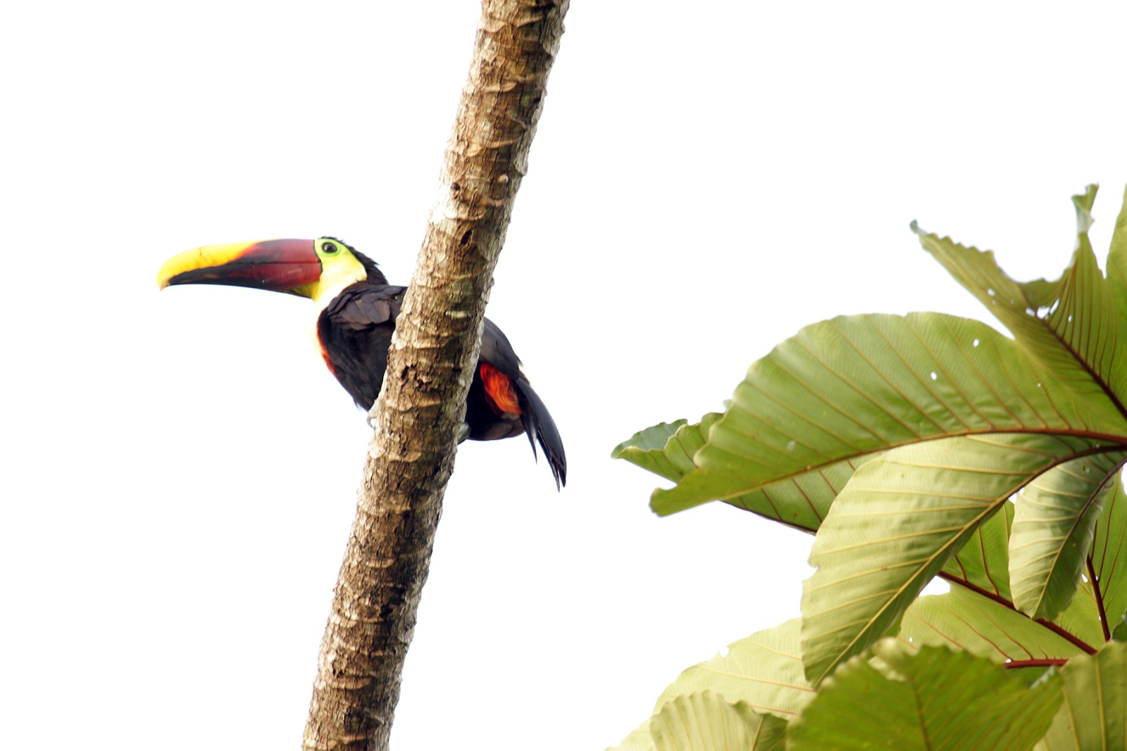 web-toucan-tree
